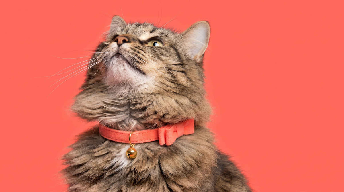 Chat portant un collier Collerette Chat